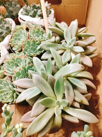 多肉 盆栽 绿色 花