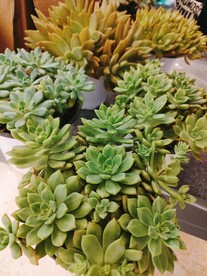 多肉 盆栽 绿色 花