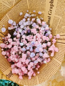 满天星 粉色 紫色 花朵 花束