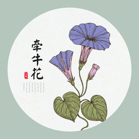 牵牛花