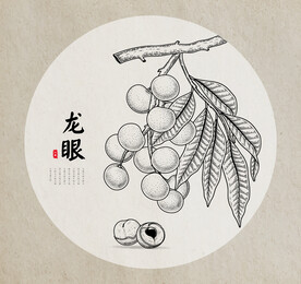 龙眼手绘
