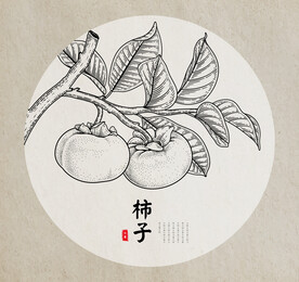 柿子手绘素描线稿