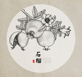石榴手绘素描线稿