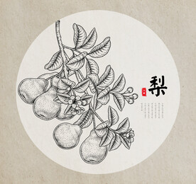 梨子线稿