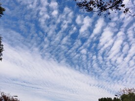 蓝天白云和树叶剪影