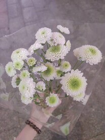 小雏菊