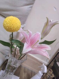 百合 黄球菊