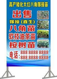 树苗出售