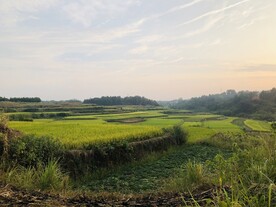 梯田