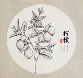 柠檬手绘素描线稿