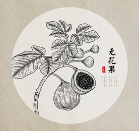 无花果手绘素描