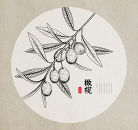 橄榄手绘素描