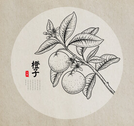 橙子手绘素描