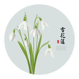 雪花莲手绘