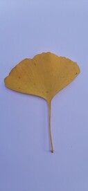 银杏    树叶 