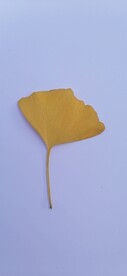 银杏 树叶