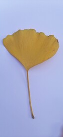 银杏 树叶