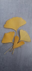 银杏 树叶