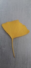 银杏 树叶