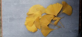 银杏 树叶