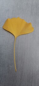 银杏 树叶