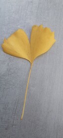 银杏 树叶
