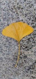 银杏 树叶