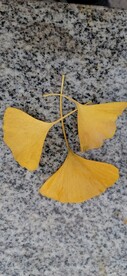 银杏 树叶