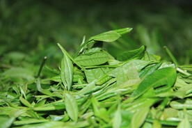 刚采摘的绿茶微距