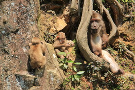 武夷山山上的猴子