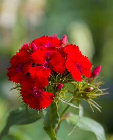 鲜花