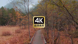 湿地丛林小路美景