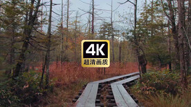 雨后丛林小路美景