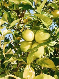 橙子