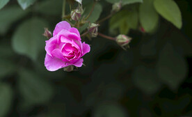 蔷薇花