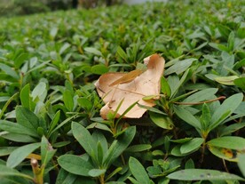 绿色草地上的落叶和黄色的蝈蝈