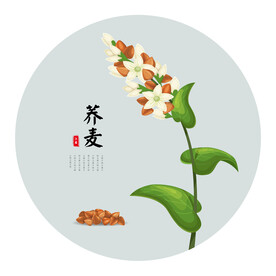 荞麦矢量