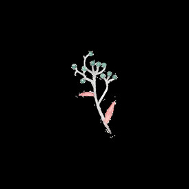 树叶花苞骨朵果实树枝