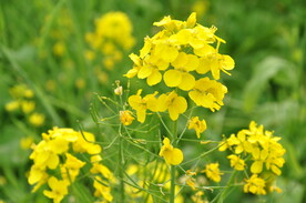 油菜花