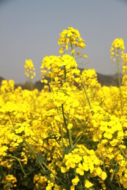 油菜花