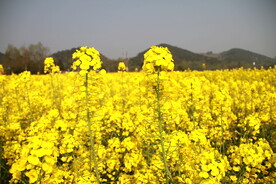 油菜花田