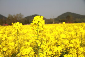 油菜花