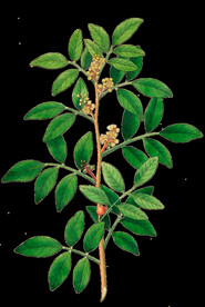 英式复古玫瑰花卉艺术装饰PNG