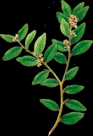 英式复古玫瑰花卉艺术装饰PNG