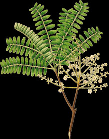 英式复古玫瑰花卉艺术装饰PNG