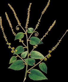 英式复古玫瑰花卉艺术装饰PNG