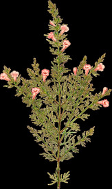 英式复古玫瑰花卉艺术装饰PNG