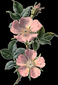 英式复古玫瑰花卉艺术装饰PNG