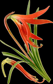 英式复古玫瑰花卉艺术装饰PNG