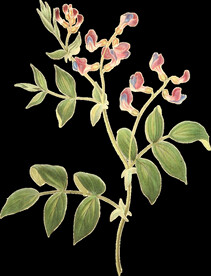 英式复古玫瑰花卉艺术装饰PNG